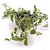 Ficus sagittata Radians Variegata | 12 cm pot | 30 cm hoog