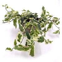 Ficus sagittata Radians Variegata | Bontbladige klimficus in 12 cm pot | 30 cm hoge kamer- en terrariumplant | 3 stekken