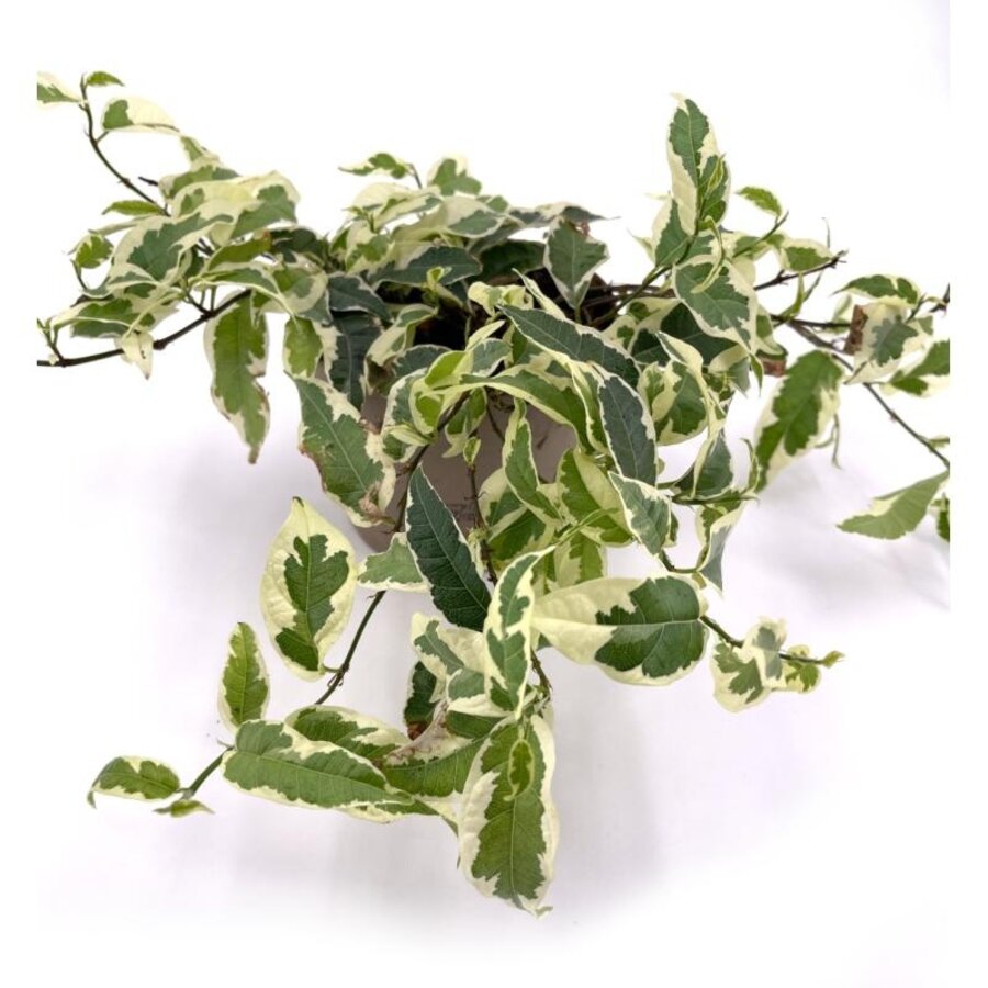 Ficus sagittata Radians Variegata | Bontbladige klimficus in 12 cm pot | 30 cm hoge kamer- en terrariumplant | 3 stekken
