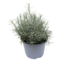 Kerrieplant (Helichrysum italicum) - Geurige mediterrane kruidenplant - 14 cm pot - ca. 25 cm hoog