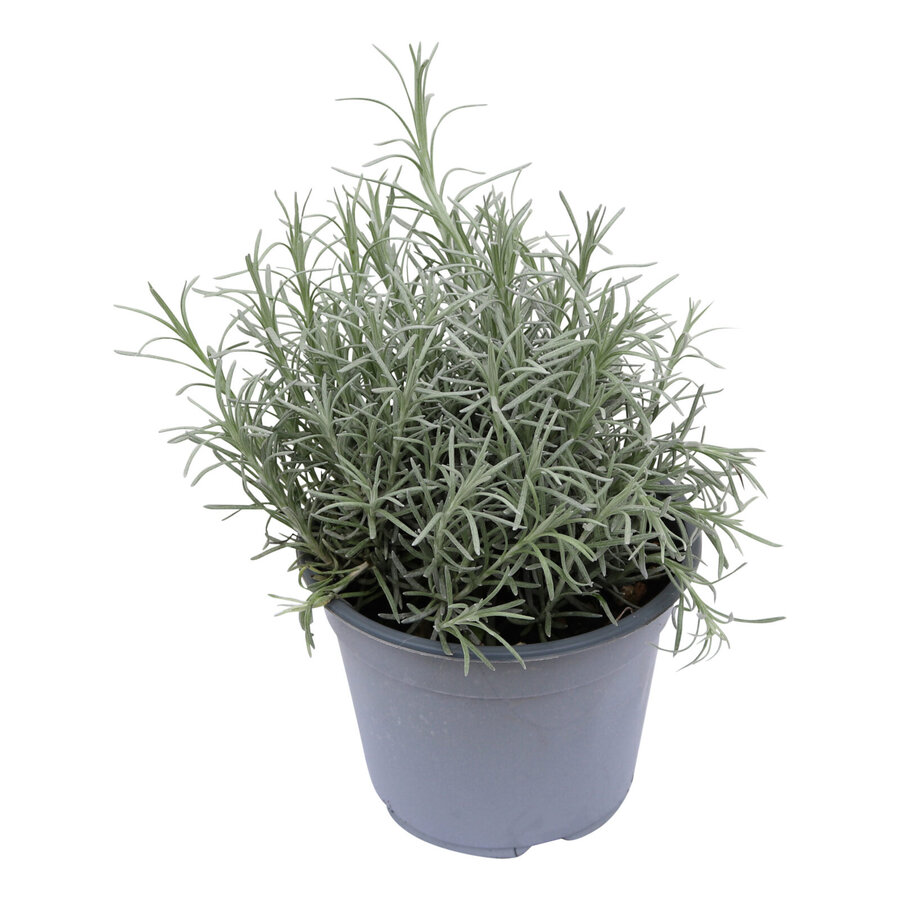 Kerrieplant (Helichrysum italicum) - Geurige mediterrane kruidenplant - 14 cm pot - ca. 25 cm hoog