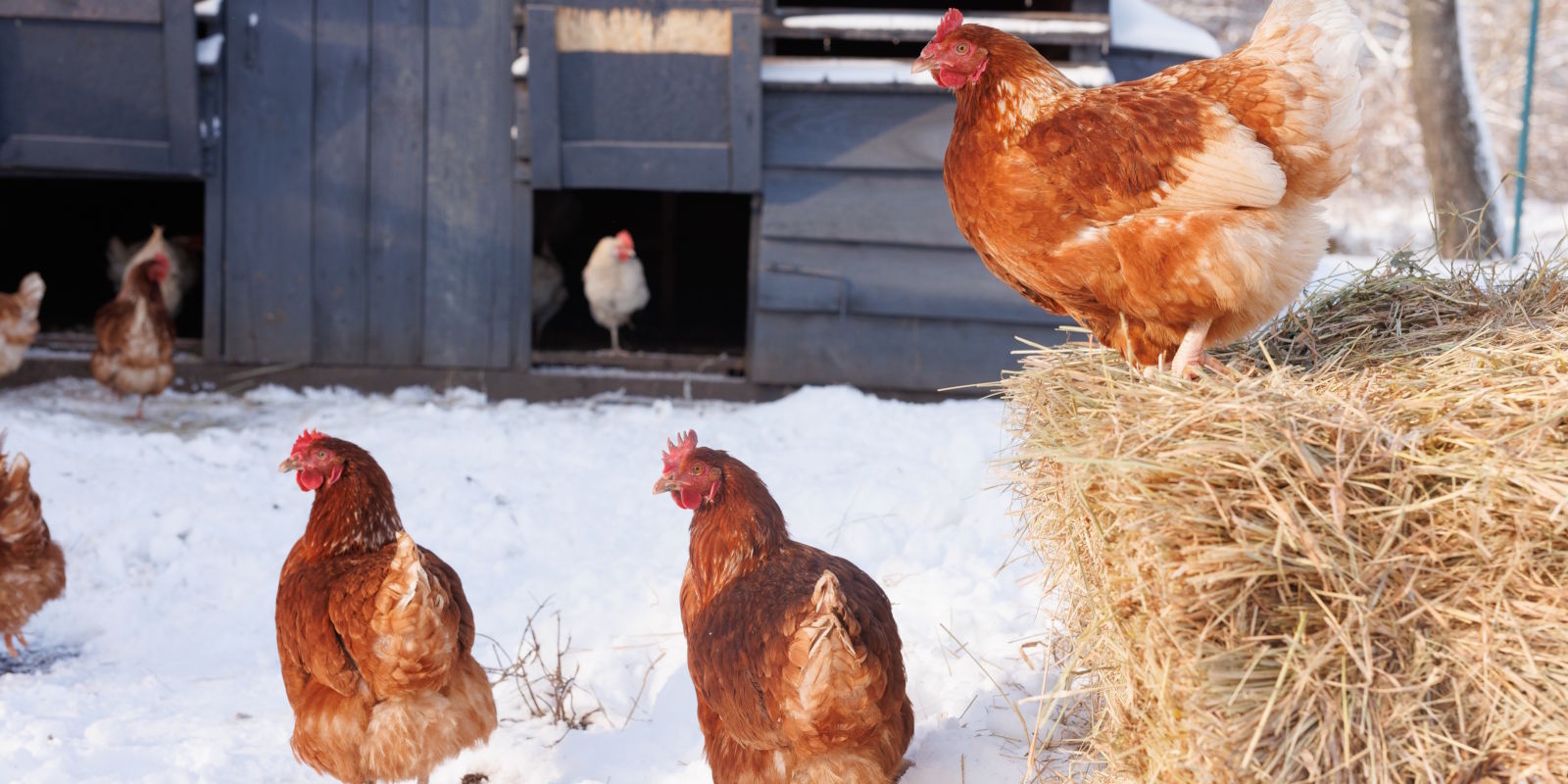 Winterproof je kippenhok: zo blijven je kippen gezond