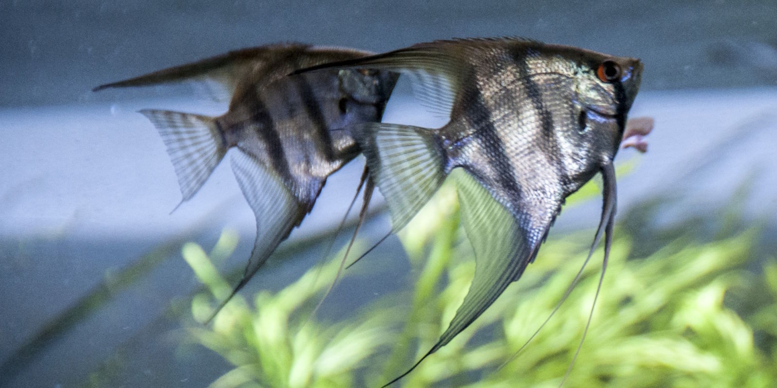 Maanvis Zebra verzorgen | voeding, aquarium & tips | Junai.nl