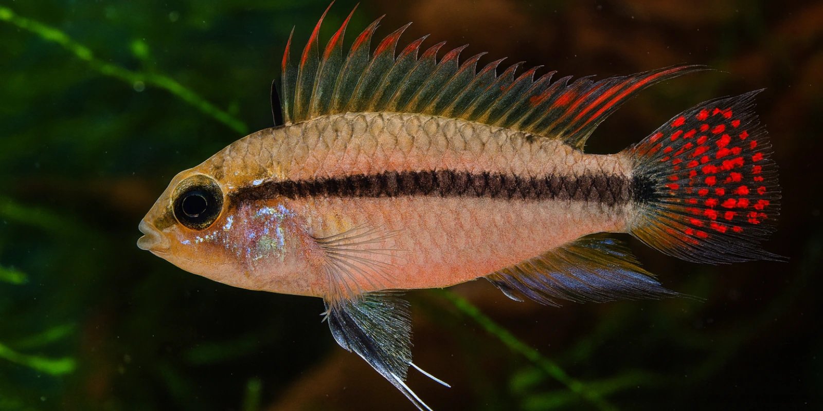 Apistogramma cacatuoides verzorgen | gedrag, voeding & aquariumtips