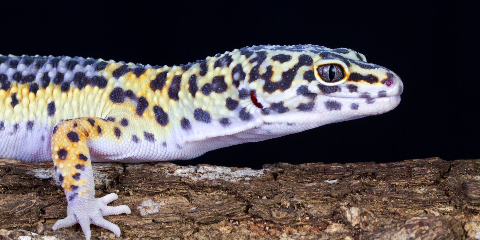 Leopardgekko verzorgen | voeding, terrarium & tips | Junai.nl