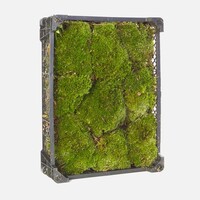 Bolmos (Kussentjesmos) | Natuurlijke bodembedekker voor tuin, terrarium of decoratie | Per krat 40x30 cm | 0,24 m²
