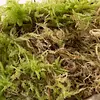 Levend Sphagnummos | Zak 2 liter | Natuurlijk vochtregulerend mos