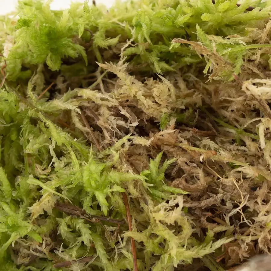 Levend Sphagnummos | Zak 2 liter | Natuurlijk vochtregulerend mos