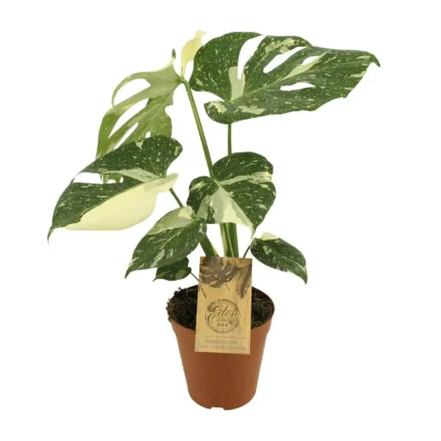 Monstera deliciosa ‘Thai Constellation’ | 12 cm pot | 50 cm hoog