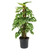 Monstera Monkey Leaf | 17 cm pot | 80 cm hoog met kokospaal