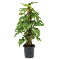 Monstera Monkey Leaf | Monstera adansonii met kokospaal in 17 cm pot | 80 cm hoge tropische kamer- en terrariumplant