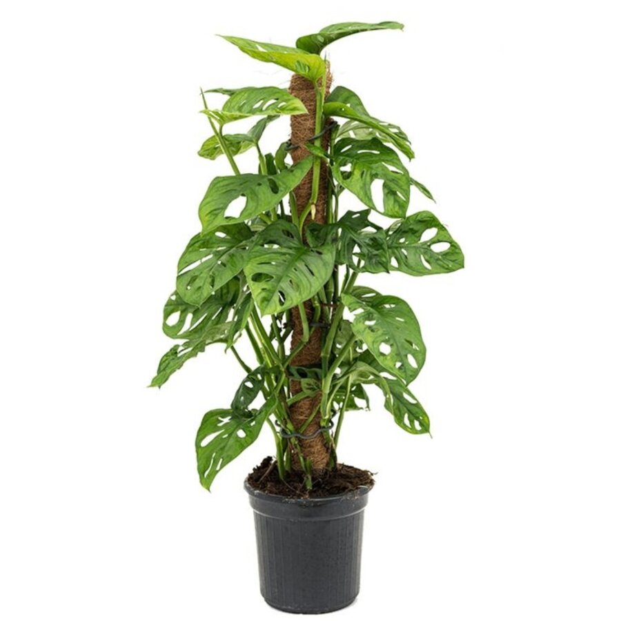 Monstera Monkey Leaf | Monstera adansonii met kokospaal in 17 cm pot | 80 cm hoge tropische kamer- en terrariumplant