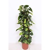 Philodendron Scandens Brasil in 15 cm pot met kokospaal 60cm hoog 8 steks