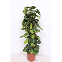 Philodendron scandens ‘Brasil’ | 15 cm pot | 60 cm hoog met kokospaal