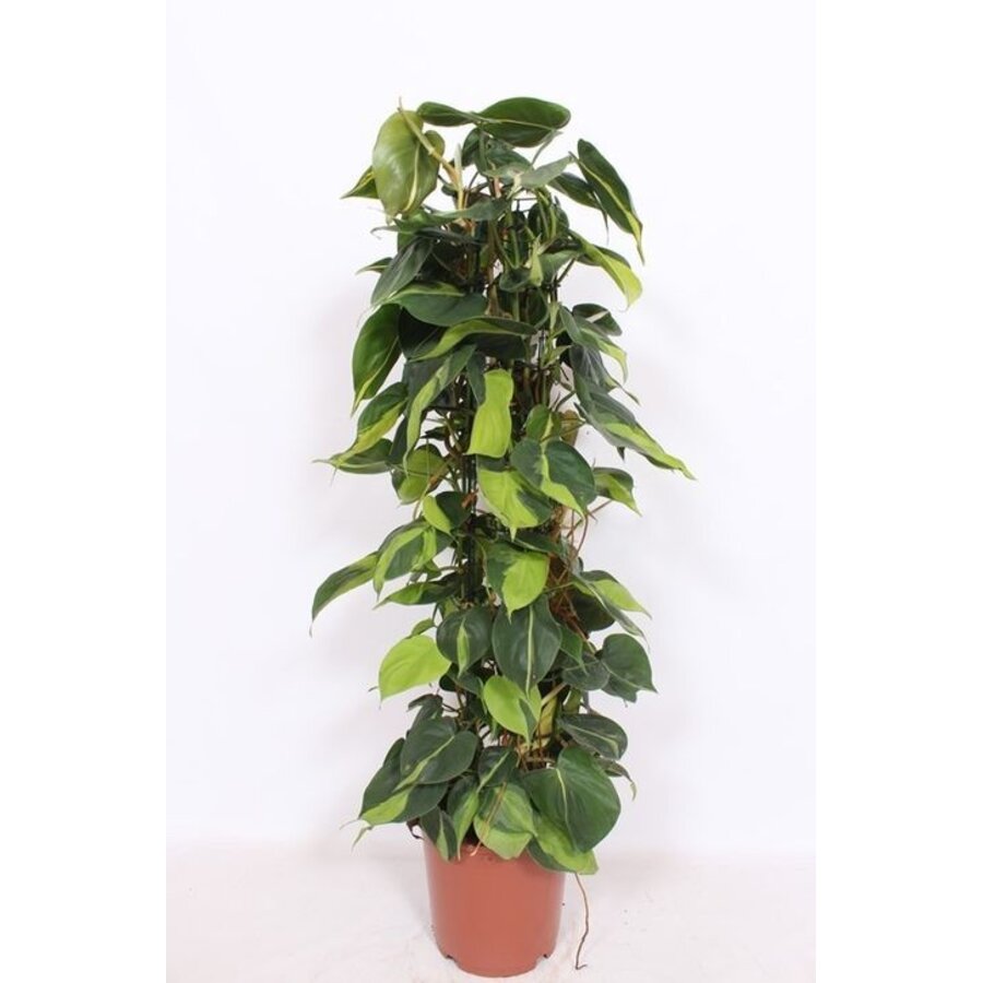 Philodendron scandens ‘Brasil’ | 15 cm pot | 60 cm hoog met kokospaal