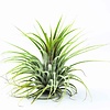 Tillandsia Groen | Luchtplant | ca. 6 cm | Per stuk