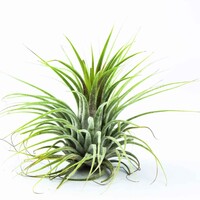 Tillandsia Groen | Onderhoudsarme luchtplant zonder aarde | ca. 6 cm groot | Geschikt voor terraria en decoratie