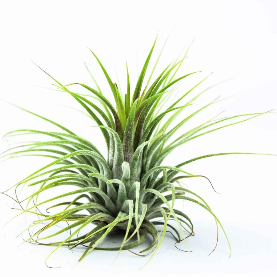 Tillandsia Groen | Onderhoudsarme luchtplant zonder aarde | ca. 6 cm groot | Geschikt voor terraria en decoratie