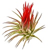 Tillandsia Rood Mix | Diverse luchtplanten | ca. 6 cm | Per stuk