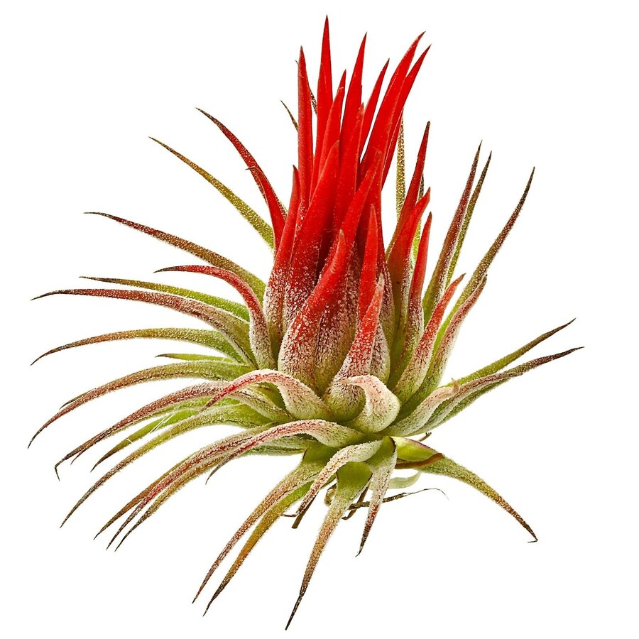 Tillandsia Rood Mix | Mix van rode luchtplanten | ca. 6 cm groot | Vaak in bloei geleverd | Per stuk geleverd