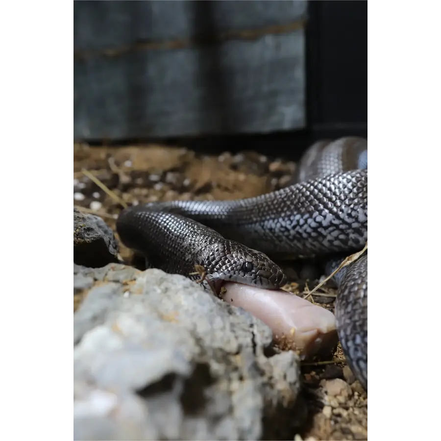 EarthPro-EvoRx Small – diepvries slangenvoer 10 gram, 6 stuks