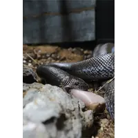 EvoRx Medium diepvries slangenvoer 18g | ethische knaagdiervervanging voor volwassen slangen | 6 porties