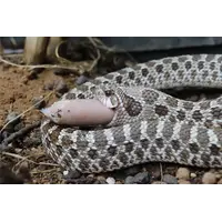 EarthPro-EvoRx Jumbo – diepvries slangenvoer 30 gram, 6 stuks