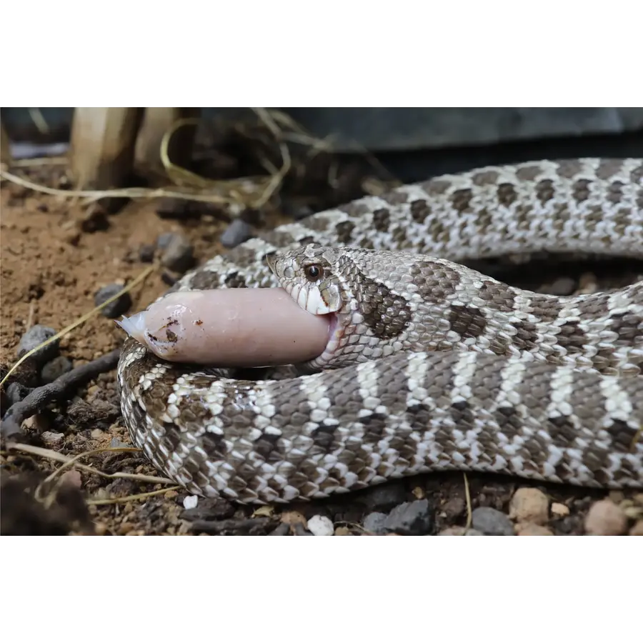 EarthPro-EvoRx Jumbo – diepvries slangenvoer 30 gram, 6 stuks