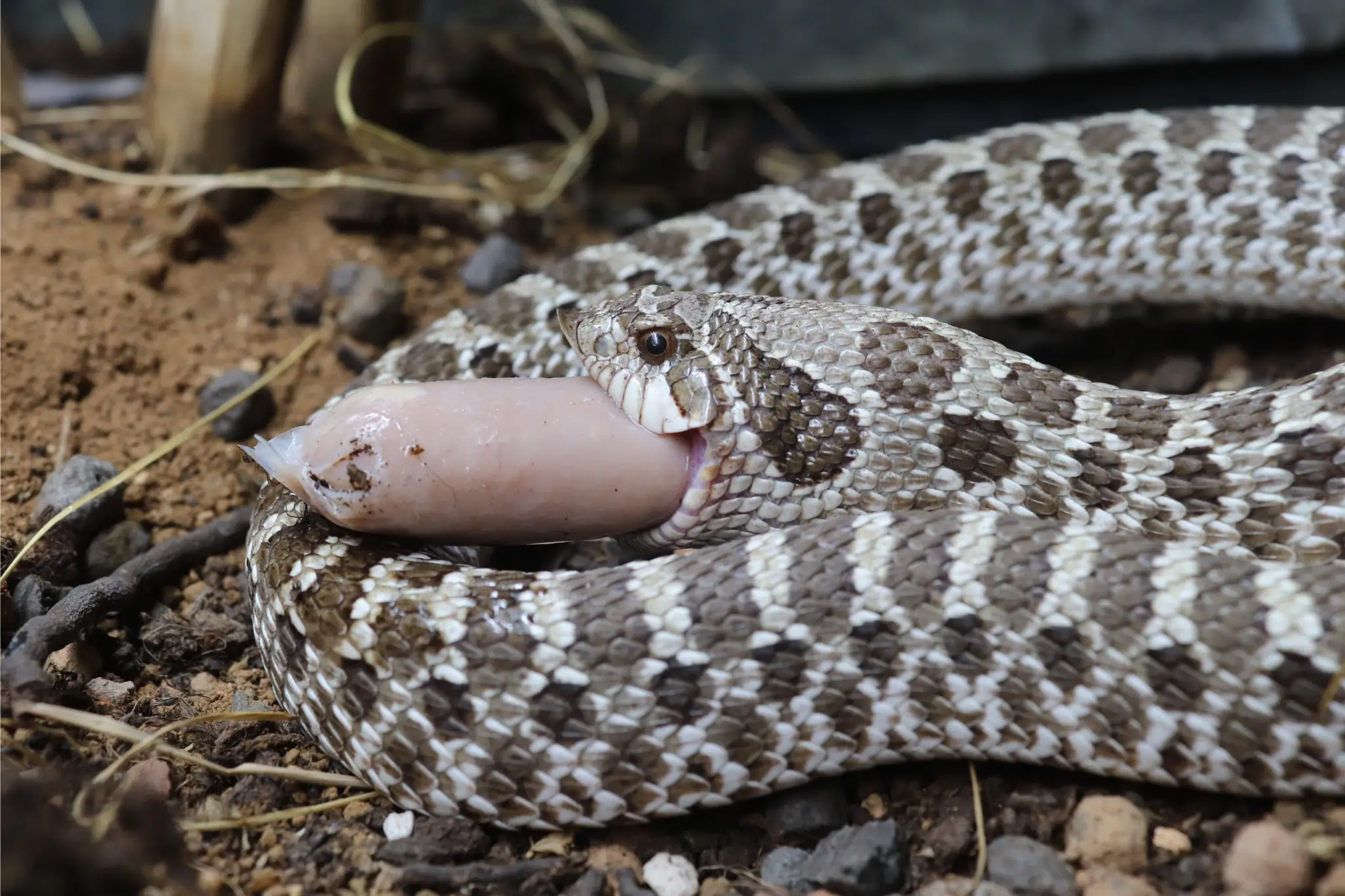 Alternatief voor diepvriesmuizen