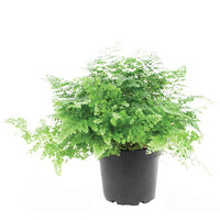 Adiantum raddianum ‘Fritz-Luthi’ | Venushaarvaren in 12 cm pot | 27 cm hoge kamer- en terrariumplant