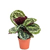 Calathea Medaillon - 7 cm pot