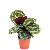 Calathea Medaillon - Terrariumplant 7 cm pot, circa 15 cm hoog