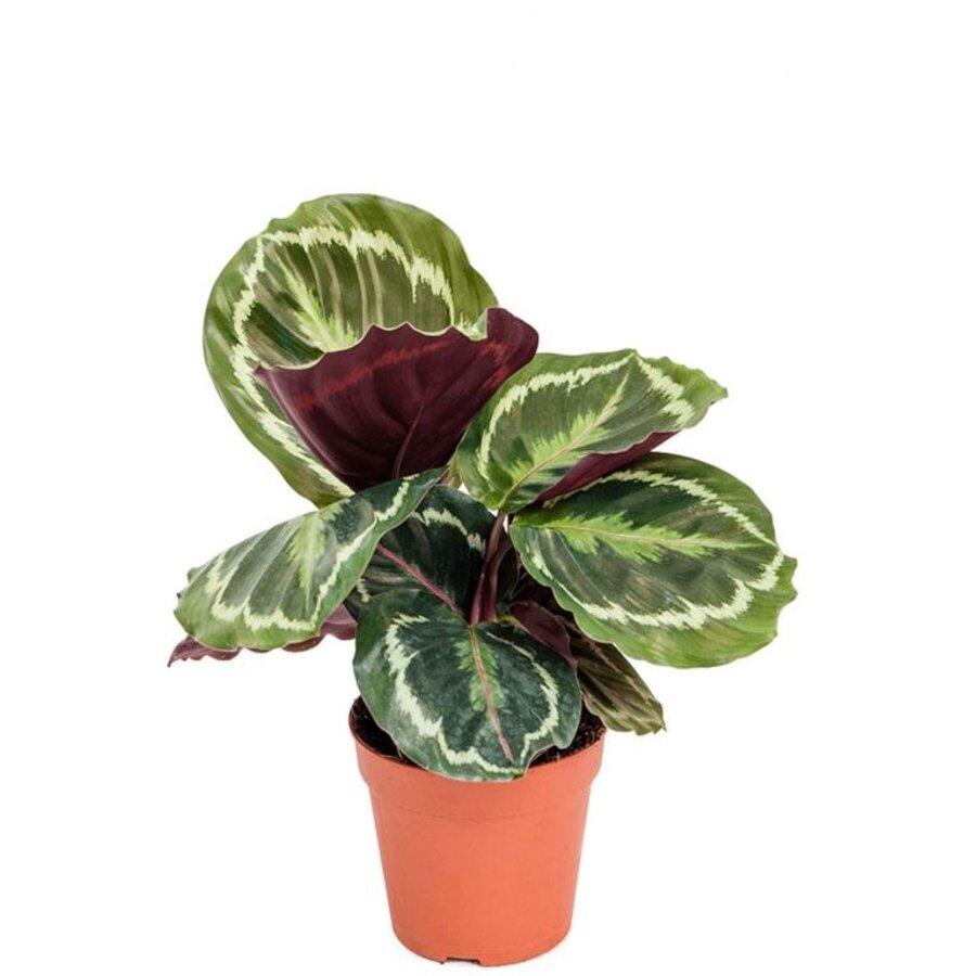 Calathea Medaillon - Terrariumplant 7 cm pot, circa 15 cm hoog