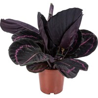Calathea Rosea Dottie - Terrariumplant 14 cm pot, circa 45 cm hoog