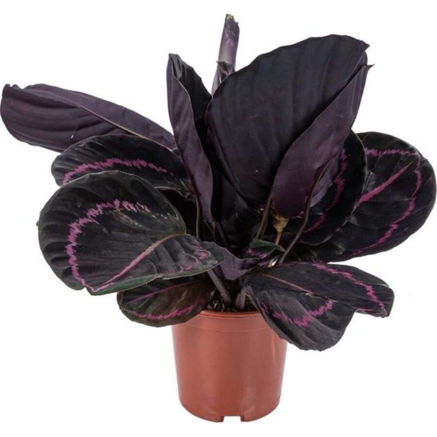Calathea Rosea Dottie - Terrariumplant 14 cm pot, circa 45 cm hoog