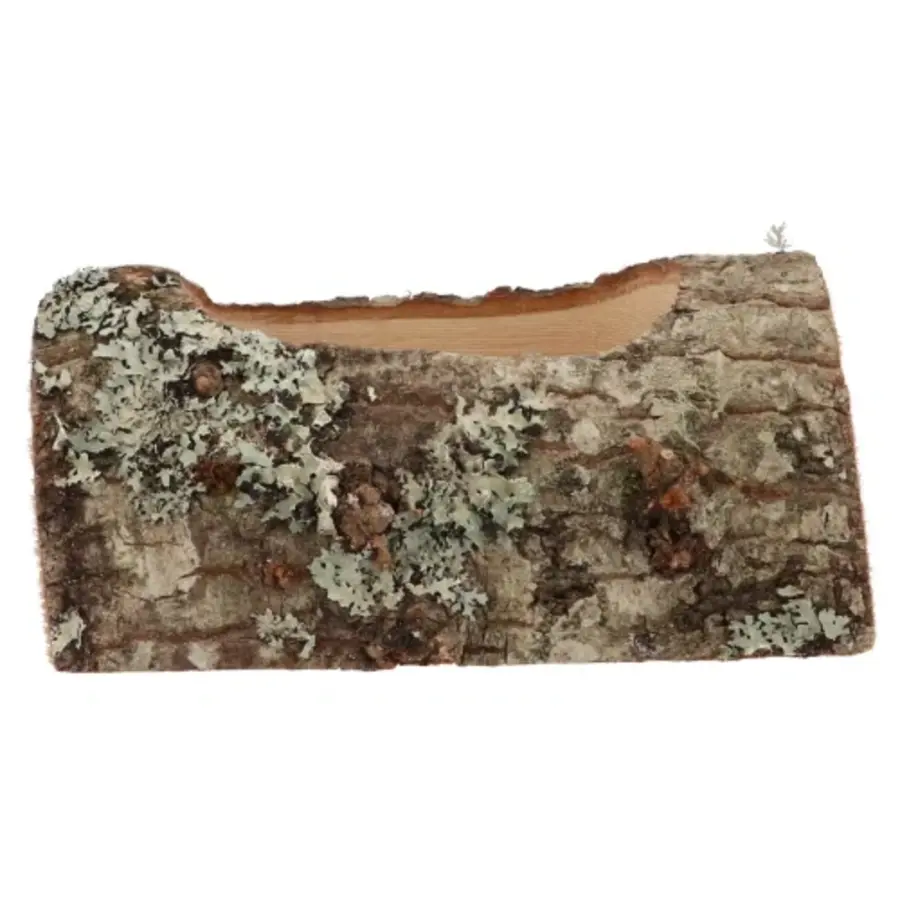 Nature Oak Planter eikenhouten plantenhouder 19x10x9 cm | 24x10x9 cm voor terrarium of interieur