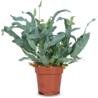 Phlebodium Blue Star - Terrariumplant 12 cm pot, circa 20 cm hoog