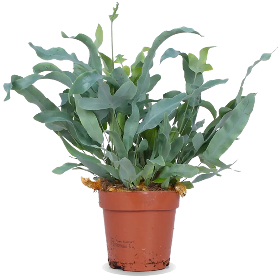 Phlebodium Blue Star - Terrariumplant 12 cm pot, circa 20 cm hoog