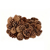 Nature Austrian Pinecone Natural - natuurlijke dennenappel (1 stuk)