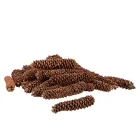 Nature Grated Spar dennenappel - natuurlijke decoratie voor terrarium of huis - per stuk