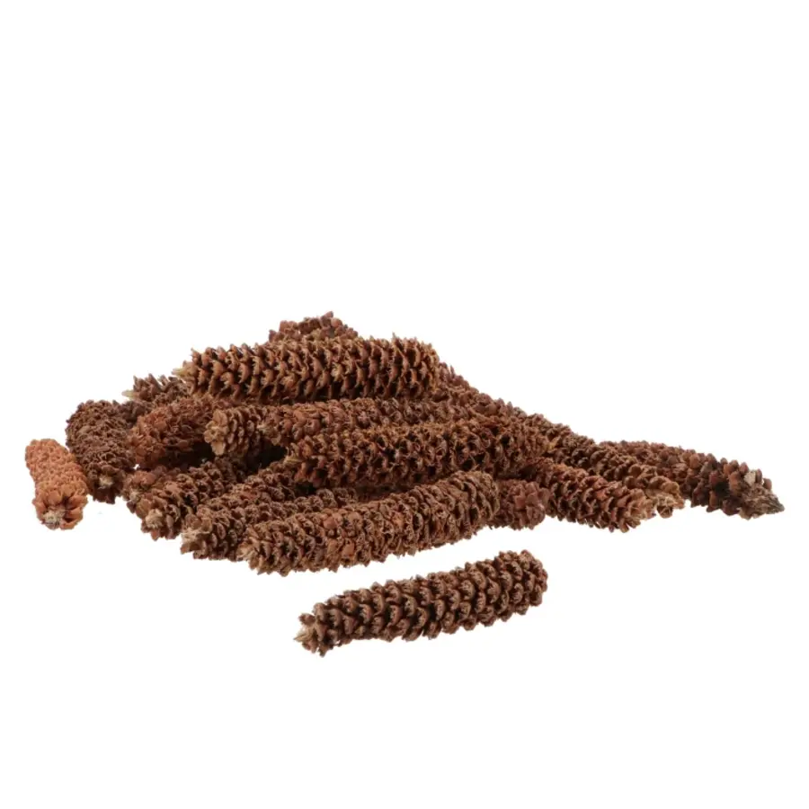 Nature Grated Spar dennenappel - natuurlijke decoratie voor terrarium of huis - per stuk