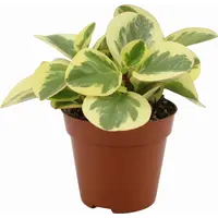 Peperomia obtusifolia 'Obtipan Bicolor' - Terrariumplant 12 cm pot, circa 20 cm hoog