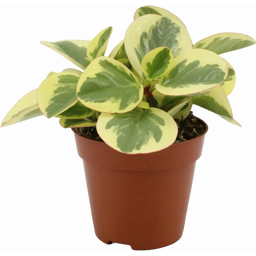 Peperomia obtusifolia 'Obtipan Bicolor' - Terrariumplant 12 cm pot, circa 20 cm hoog