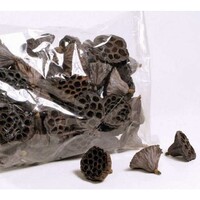Lotus Pod middel - natuurlijke lotuszaaddozen 7 cm doorsnede - decoratie voor terrarium of interieur - 40 stuks per zak
