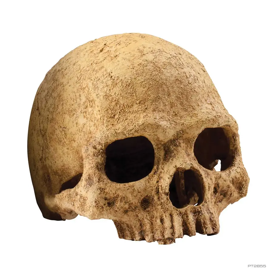 Primate Skull schuilplaats large | 17 x 13,5 x 11,5 cm | terrariumdecor