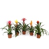 Bromelia gemengd - 5 cm pot | Per stuk