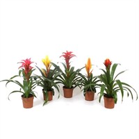 Bromelia gemengd - Terrariumplant 9 cm pot, verschillende soorten | Per stuk