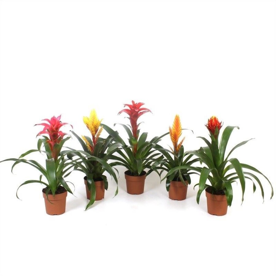 Bromelia gemengd - Terrariumplant 5 cm pot, verschillende soorten | Per stuk