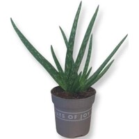 Aloe vera - Terrariumplant 7 cm pot, circa 28 cm hoog