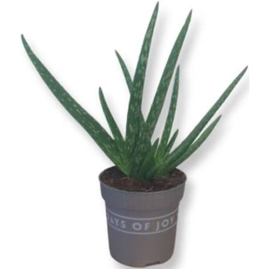 Aloe vera - Terrariumplant 7 cm pot, circa 28 cm hoog